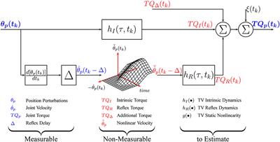 Estimation of Time-Varying, Intrinsic and Reflex Dynamic Joint Stiffness during Movement. Application to the Ankle Joint